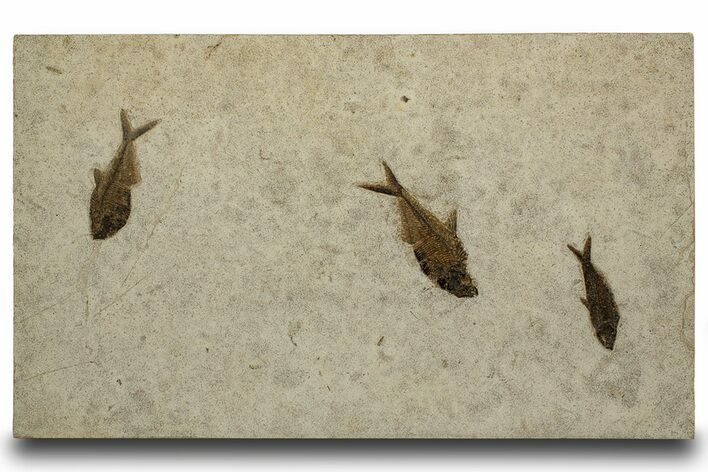 Plate of Three Fossil Fish (Diplomystus & Knightia) - Wyoming #301305